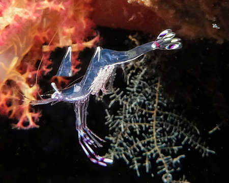 Bruun's Cleaning Partner Shrimp (Urocaridella antonbruunii) in the Red Sea, Egyptの写真素材