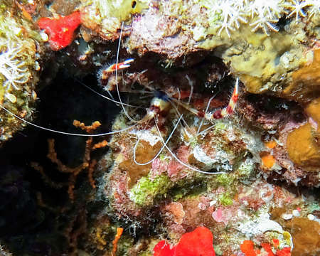 A Banded Boxer Shrimp (Stenopus hispidus) in the Red Sea, Egyptの写真素材