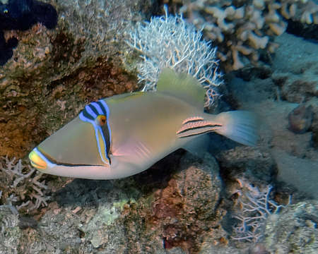 A Picasso Triggerfish (Rhinecanthus aculeatus) in the Red Sea, Egyptの写真素材