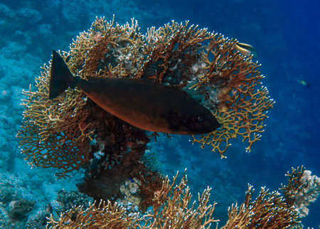 A Sleek Unicornfish (Naso hexacanthus) in the Red Sea, Egypt
