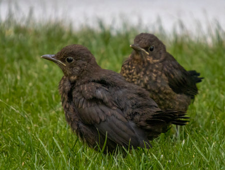 A juvenile Eurasian Blackbird (Turdus merula) in a garden in Suffolk, UKの写真素材