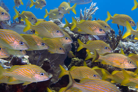 A school of French Grunts (Haemulon flavolineatum) in the Caribbean Sea, Mexico