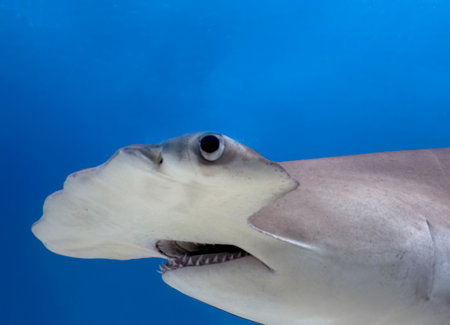 A Great Hammerhead (Sphyrna mokarran) in Bimini, Bahamasの写真素材