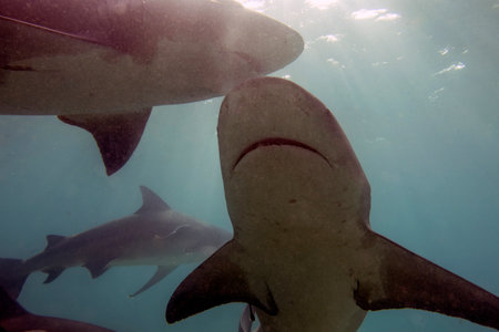 Bull Shark (Carcharhinus leucas) in Bimini, Bahamasの写真素材