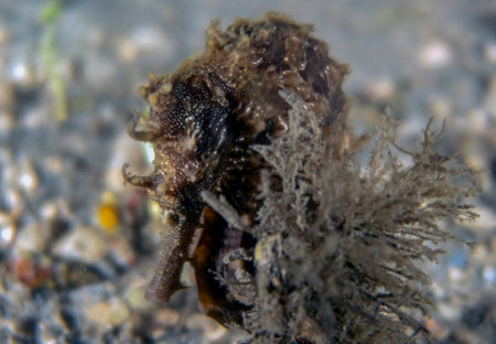 A Long-snouted Seahorse (Hippocampus guttulatus) in Florida, USA