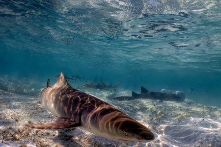 Lemon Sharks (Negaprion brevirostris) in the shallow water in North Bimini, Bahamasの写真素材