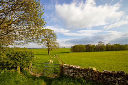 Farmland in a rural area of Cumbria, UKの写真素材