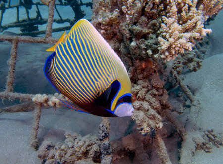 An Emperor Angelfish (Pomacanthus imperator) in the Red Sea, Egyptの写真素材