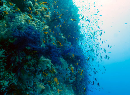 Golden Anthias (Pseudanthias squamipinnis) in the Red Sea, Egyptの写真素材