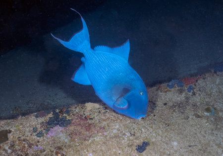 A Blue Triggerfish (Pseudobalistes fuscus) in the Red Sea, Egyptの写真素材