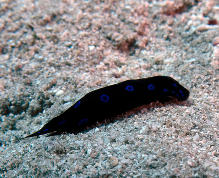 A Red Sea Chelidonura (Chelidonura livida) in the Red Sea, Egyptの写真素材