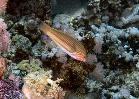 A Klunzinger's Wrasse (Thalassoma klunzingeri) in the Red Sea, Egypt