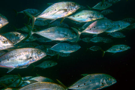 A school of Orange-spotted Trevally (Carangoides bajad) in the Red Sea, Egyptの写真素材