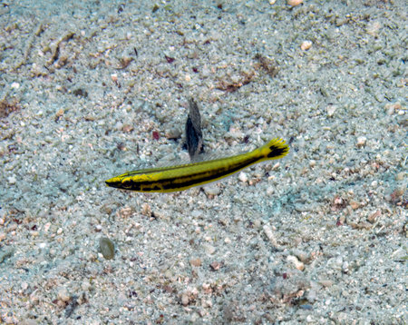 A juvenile Ring Wrasse (Hologymnosus annulatus) in the Red Sea, Egyptの写真素材