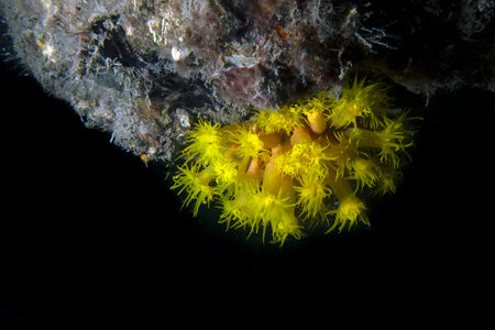 Orange Cup Coral (Tubastraea coccinea) in the Pacific Oceanの写真素材