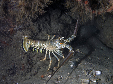 Caribbean Spiny Lobster (Panulirus argus) in Florida, USAの写真素材