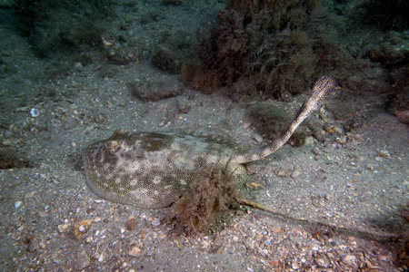 A Yellow Stingray (Urobatis jamaicensis) in Florida, USAの写真素材
