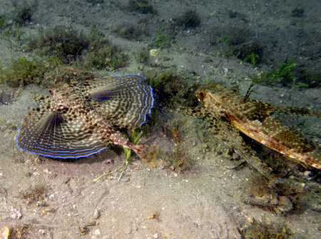 A Flying Gunard (Dactylopterus volitans) in Florida, USAの写真素材