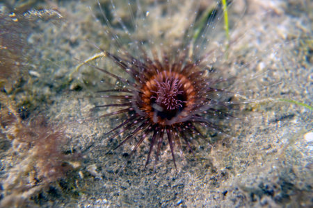 A Banded Tube-dwelling Anemone (Isarachnanthus nocturnus) in Florida, USAの写真素材