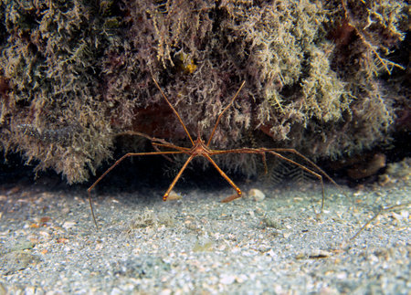 An Arrowhead Crab (Stenorhynchus seticornis) in Florida, USAの写真素材