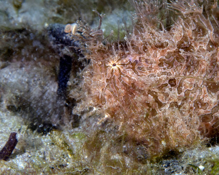 A Striated Frogfish (Antennarius striatus) in Florida, USAの写真素材