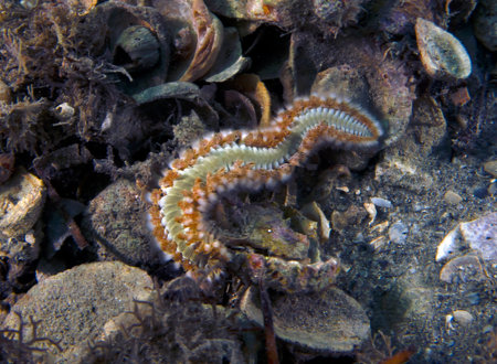 A Bearded Fireworm (Hermodice carunculata) in Florida, USAの写真素材