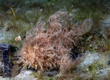 A Striated Frogfish (Antennarius striatus) in Florida, USAの写真素材