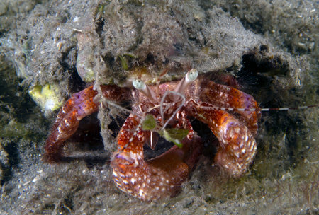 Bareye Hermit Crab (Dardanus fucosus) in Florida, USAの写真素材