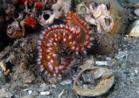 A Bearded Fireworm (Hermodice carunculata) in Florida, USAの写真素材