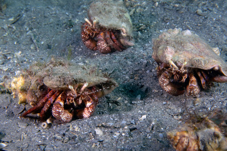 Bareye Hermit Crab (Dardanus fucosus) in Florida, USAの写真素材