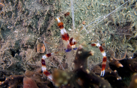 A Banded Boxer Shrimp (Stenopus hispidus) in Florida, USAの写真素材