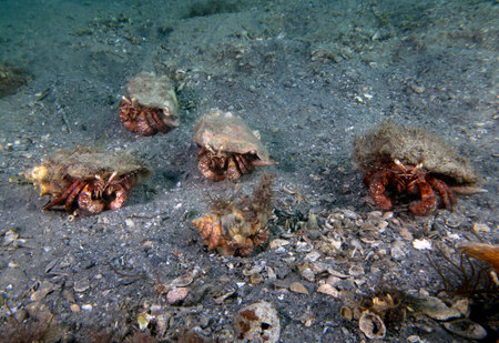 Bareye Hermit Crab (Dardanus fucosus) in Florida, USAの写真素材