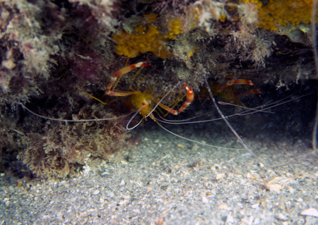 A Yellow Banded Coral Shrimp (Stenopus scutellatus) in Florida, USAの写真素材