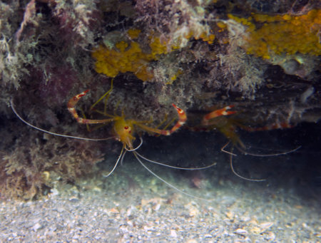 A Yellow Banded Coral Shrimp (Stenopus scutellatus) in Florida, USAの写真素材
