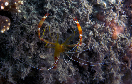 A Yellow Banded Coral Shrimp (Stenopus scutellatus) in Florida, USAの写真素材