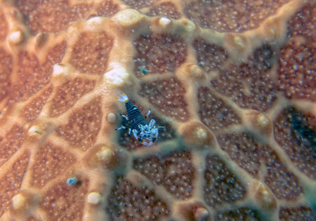 A Bumble Bee Shrimp (Gnathophyllum americanum) in Florida, USAの写真素材
