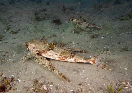 A Flying Gunard (Dactylopterus volitans) in Florida, USAの写真素材