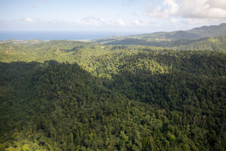 An aerial view of the thick vegetation in a rural area of Dominicaの写真素材