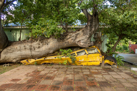 An old school bus crushed by a fallen tree in the Botanical Gardens in Roseau, Dominicaの写真素材