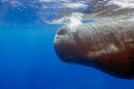 An adult Sperm Whale (Physeter macrocephalus) in the Caribbean Seaの写真素材