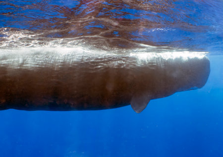 An adult Sperm Whale (Physeter macrocephalus) in the Caribbean Seaの写真素材