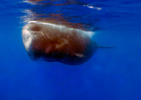 An adult Sperm Whale (Physeter macrocephalus) in the Caribbean Seaの写真素材