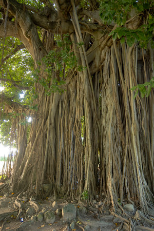 A Banyan Tree (Ficus benghalensis) in the Botanical Gardens in Roseau, Dominicaの写真素材