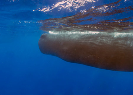 An adult Sperm Whale (Physeter macrocephalus) in the Caribbean Seaの写真素材