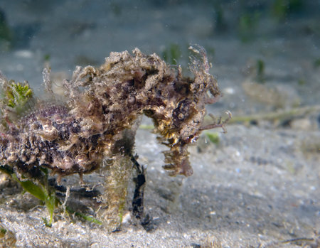 A Long-snouted Seahorse (Hippocampus guttulatus) in Florida, USAの写真素材