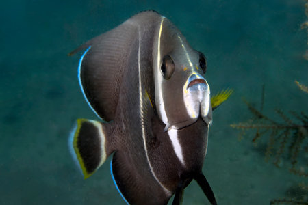 A Gray Angelfish (Pomacanthus arcuatus) in the sub-adult phase in Florida, USAの写真素材