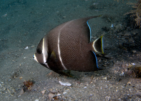 A Gray Angelfish (Pomacanthus arcuatus) in the sub-adult phase in Florida, USAの写真素材