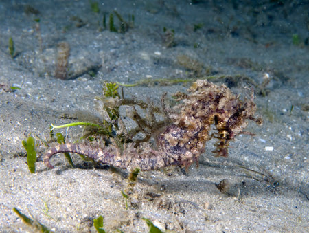 A Long-snouted Seahorse (Hippocampus guttulatus) in Florida, USAの写真素材