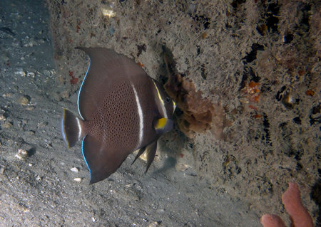 A Gray Angelfish (Pomacanthus arcuatus) in the sub-adult phase in Florida, USAの写真素材