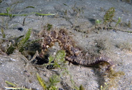 A Long-snouted Seahorse (Hippocampus guttulatus) in Florida, USAの写真素材